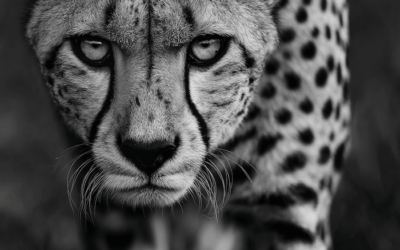 C&rsquo;est quoi le BDSM primal ?